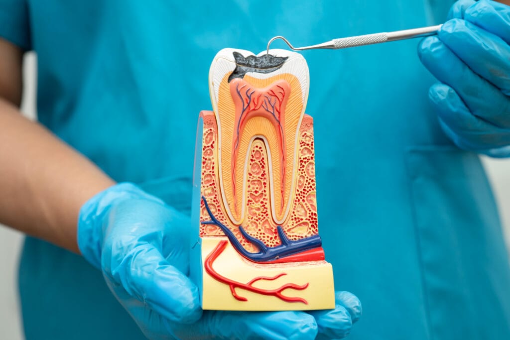 dental professional examining tooth model with cav 2026 03 25 09 42 09 utc